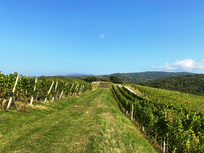 Projektni teden Vinogradništvo – naravoslovni dan