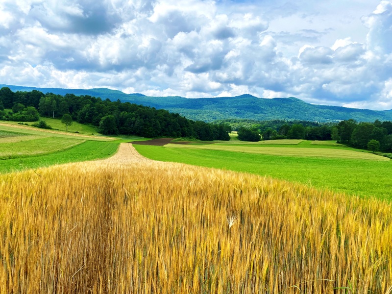 Naravoslovni dan – travniške rastline
